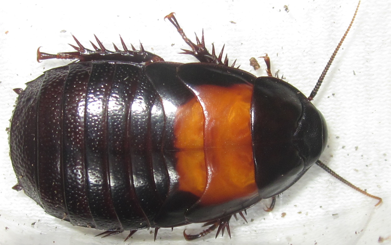 Invertebrate Dude Panesthia angustipennis cognata Pics!