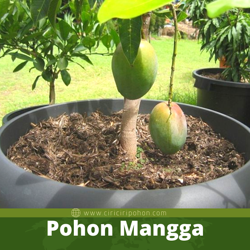Pohon Mangga