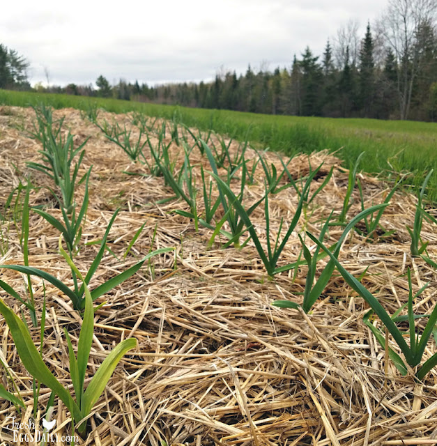 10 Tips For the Best Garlic Crop Ever Fresh Eggs Daily® with Lisa Steele