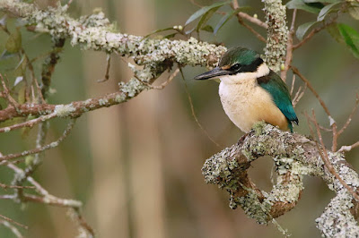 Alción sagrado (Todiramphus sanctus) 