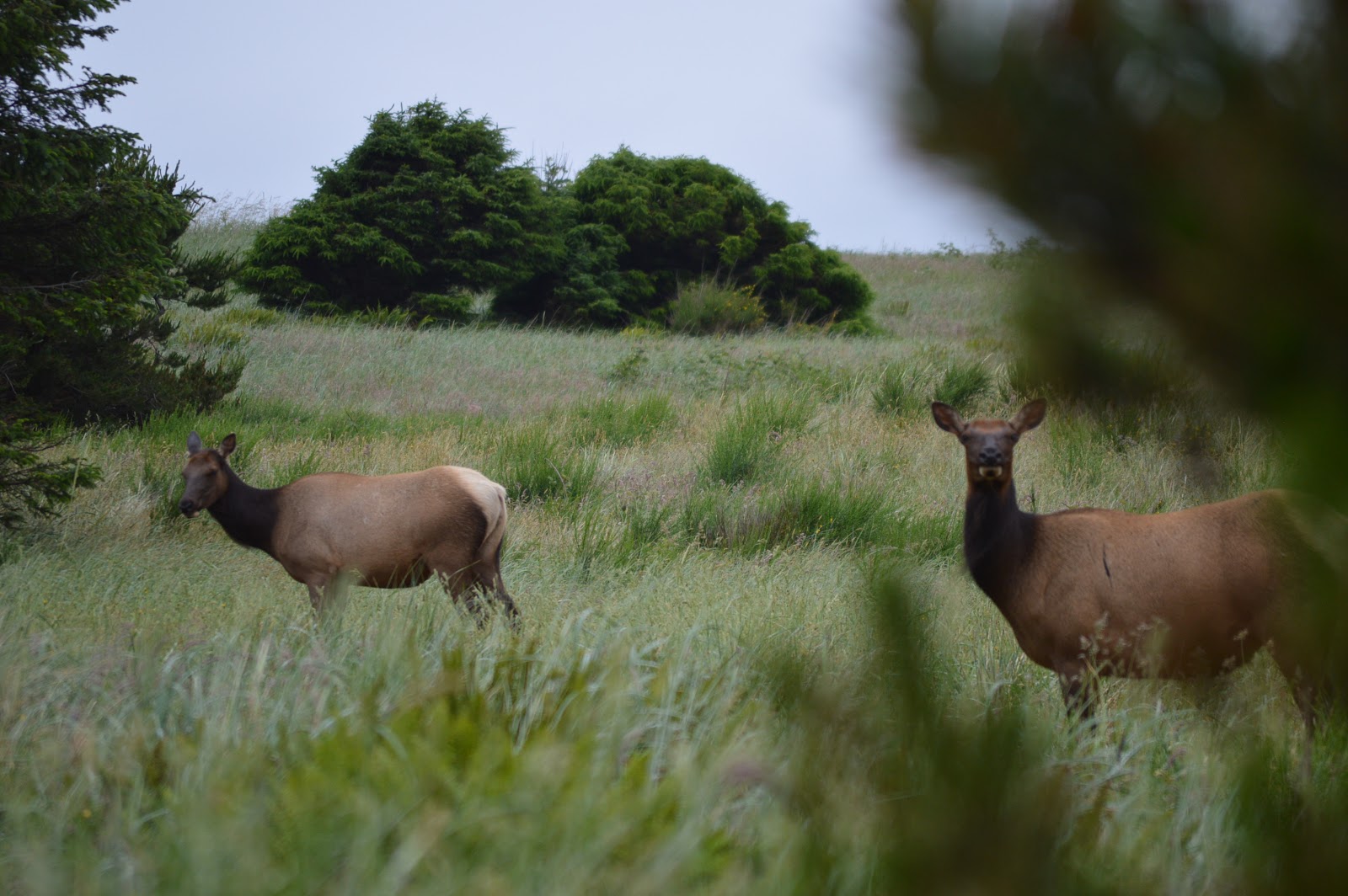 Annabanana Oregon Coast Elk