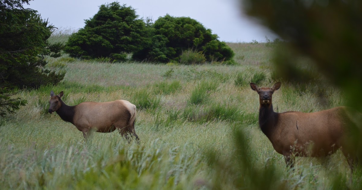 Annabanana Oregon Coast Elk