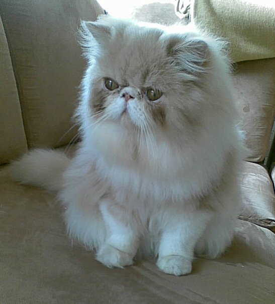 Polimnia Romana El Cielo De Los Gatos Si Existe