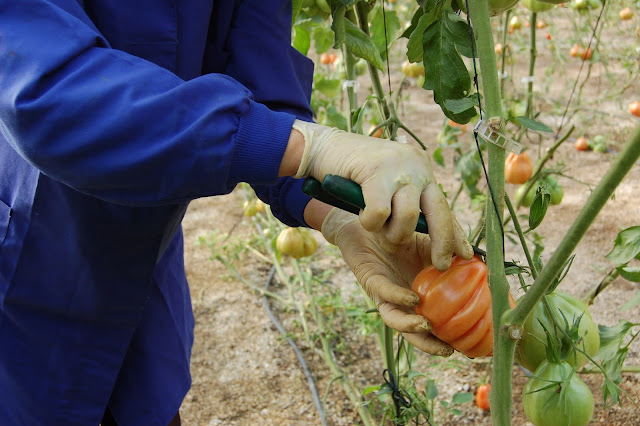 Recolección de tomate