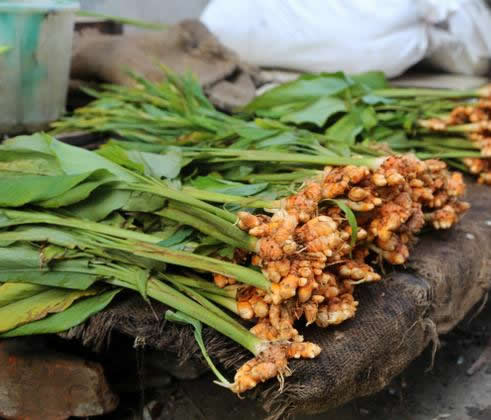 Harvested turmeric