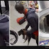 Aksi Pria Bunuh 3 Kucing dengan Mesin Cuci Laundry Terekam CCTV, Pelaku Kini Diburu