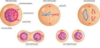 Karyokinesis : Stages, Importance