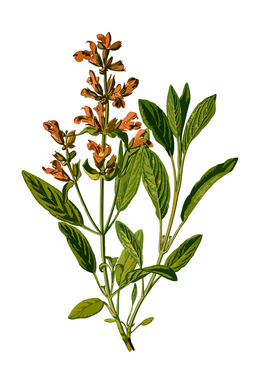 Common Sage Plants (Sage Leaves) bubfashion plus