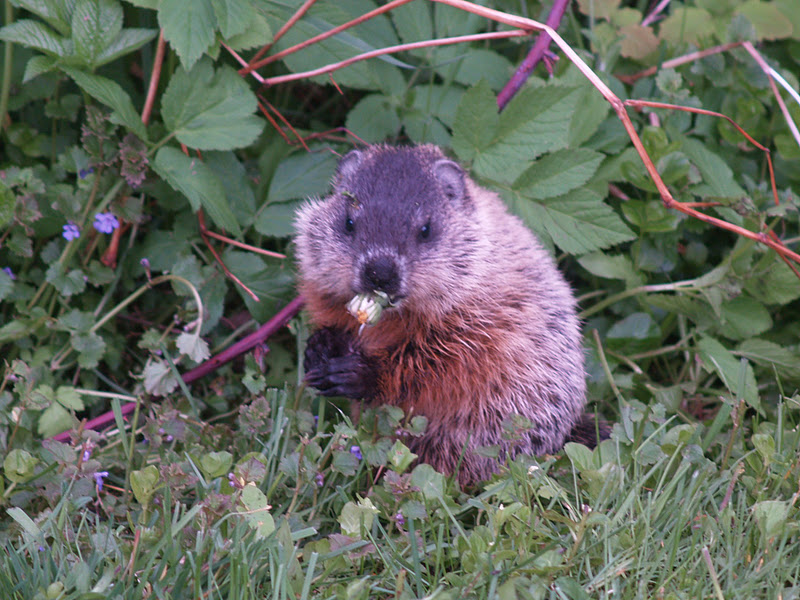 Rural Ramblings with Ruta Happy Groundhog Day!