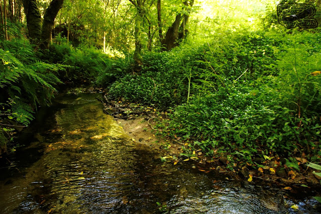 Fotografía Rio Orxas. Bosque. Galicia Bosque Encantado Galicia. Rio Orxas