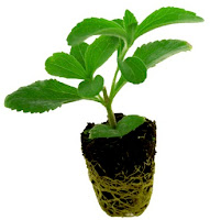 esqueje stevia