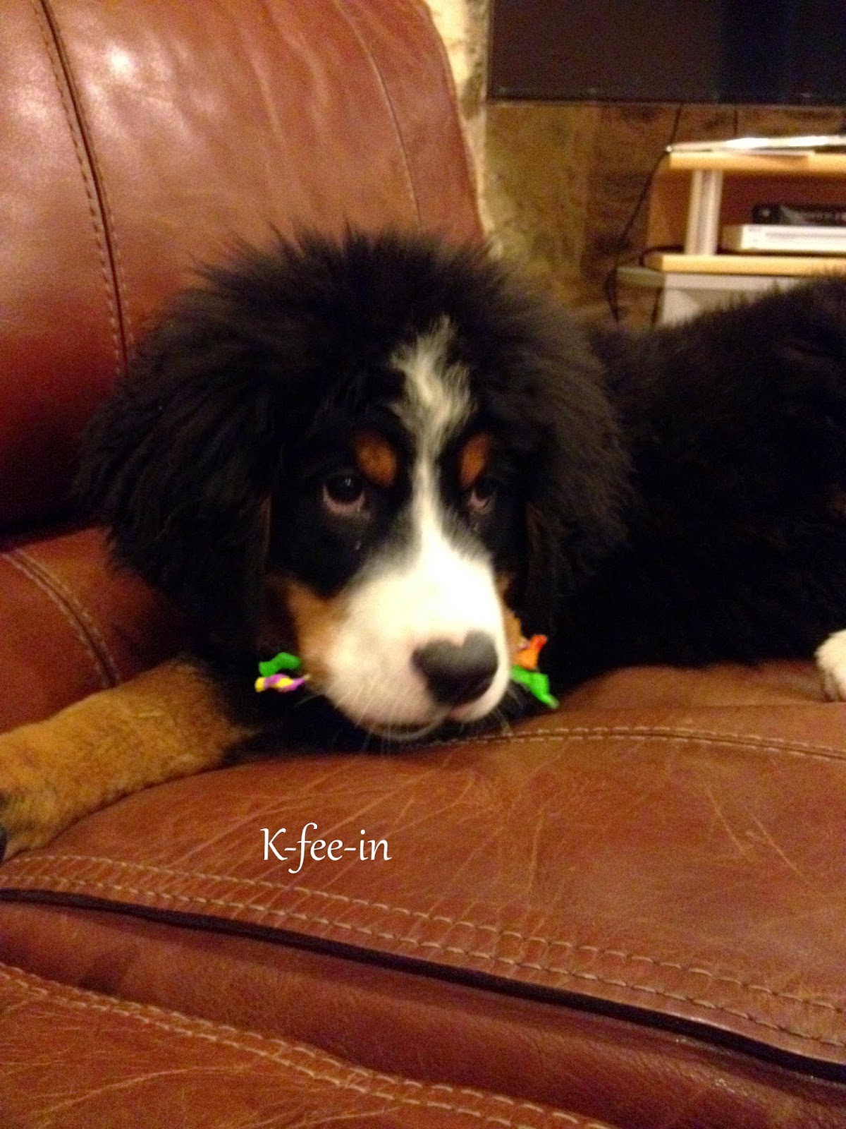 Chien Qui Ne Croque Pas Ses Croquettes novembre 2014 ~ Mini-Bonheur