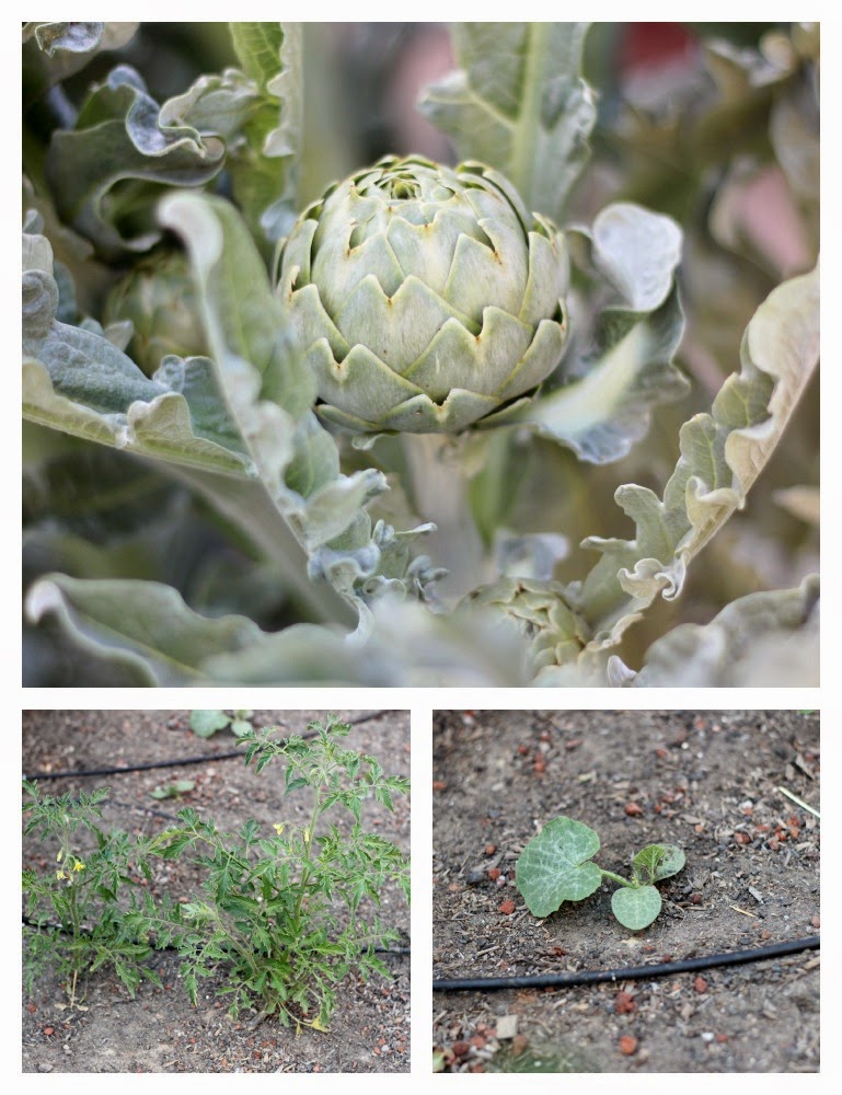 artichoke plant