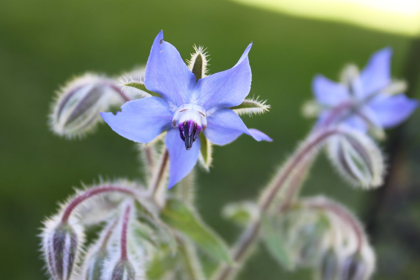 fivetenfifteen borage