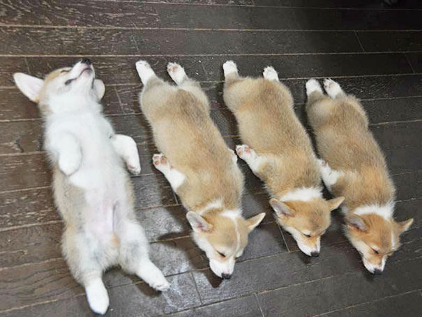 15 cães que adormecem... em qualquer lugar