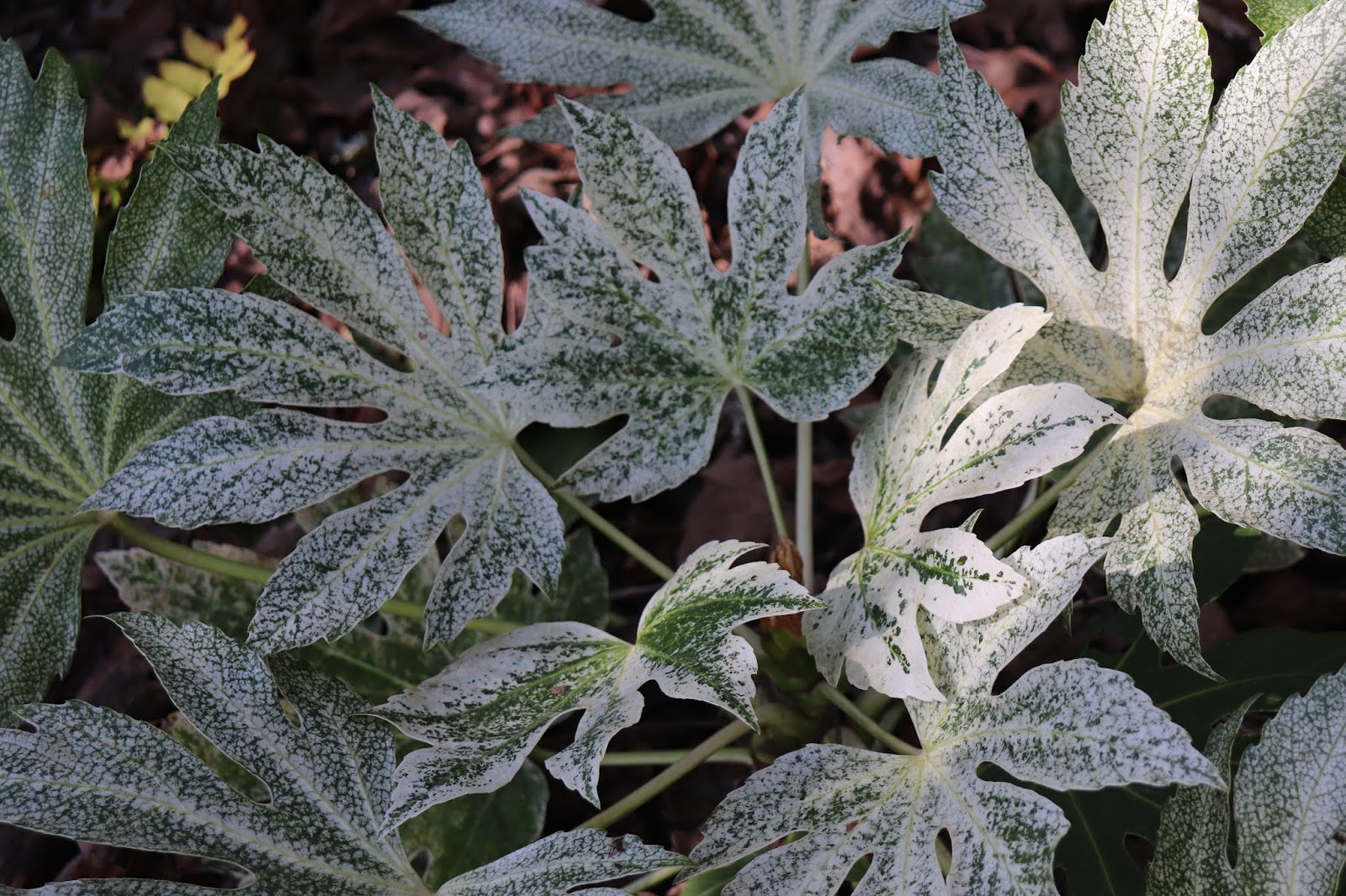 The Lents Farmer Today S Favorite Plant Osmanthus X Fortunei