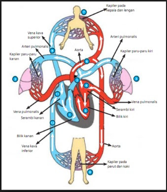 Contoh Soal IPA Kelas 8 SMP Tentang Sistem Peredaran Darah Pada Manusia