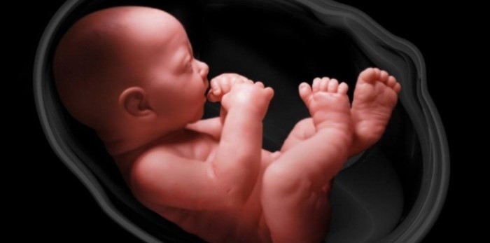 Soal Biologi Sistem Reproduksi Kunci Jawaban Muttaqin Id Soal Biologi Sistem Reproduksi Kunci Jawaban Muttaqin Id