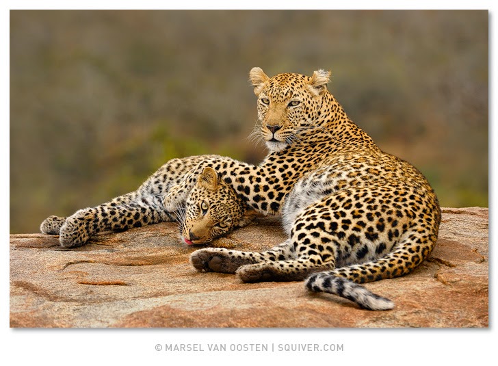 Squiver News - Marsel van Oosten and Daniella Sibbing | Photography ...