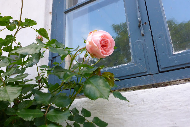 2015060502ribe.JPG