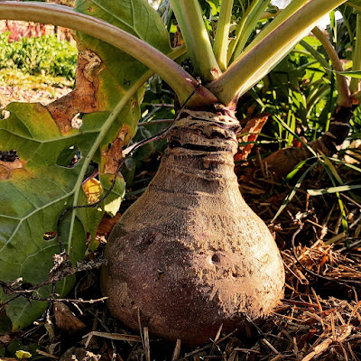rutabaga growing in the ground
