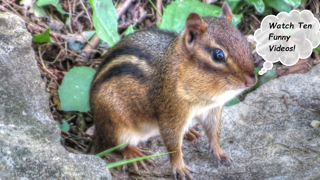 Cute Funny Chipmunk