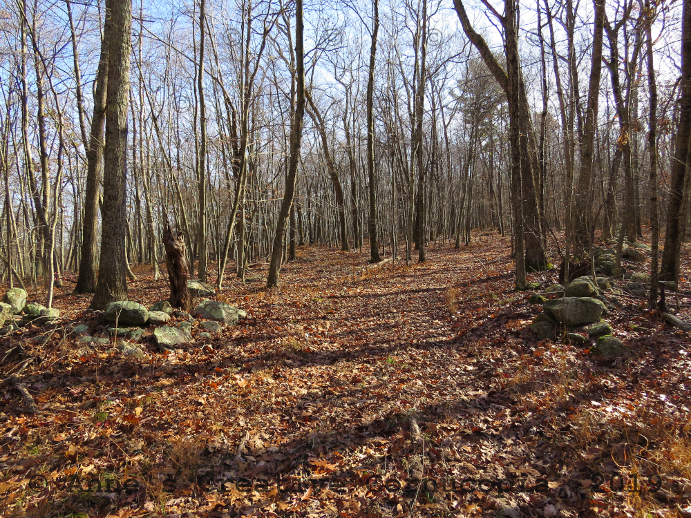 Anne's Creative Cornucopia "BaraHack" Trail In Woods Photograph