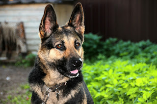 german shepherd