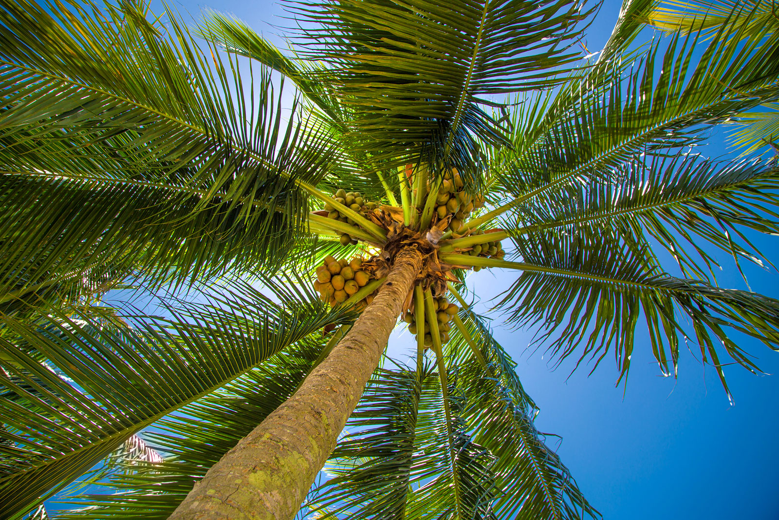 How to grow a palm tree its facts and benefits