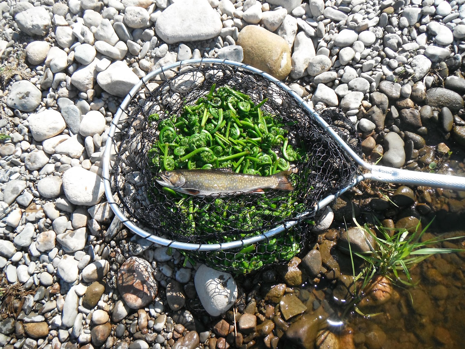 WHAT'S NEW AT HARGROVE AND BAUER OUTDOOR ADVENTURES: TROUT 'N ...