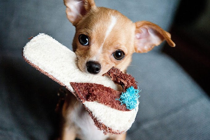Memilih Makanan Sesuai untuk Anjing Chihuahua dan Pantangan Dimakan