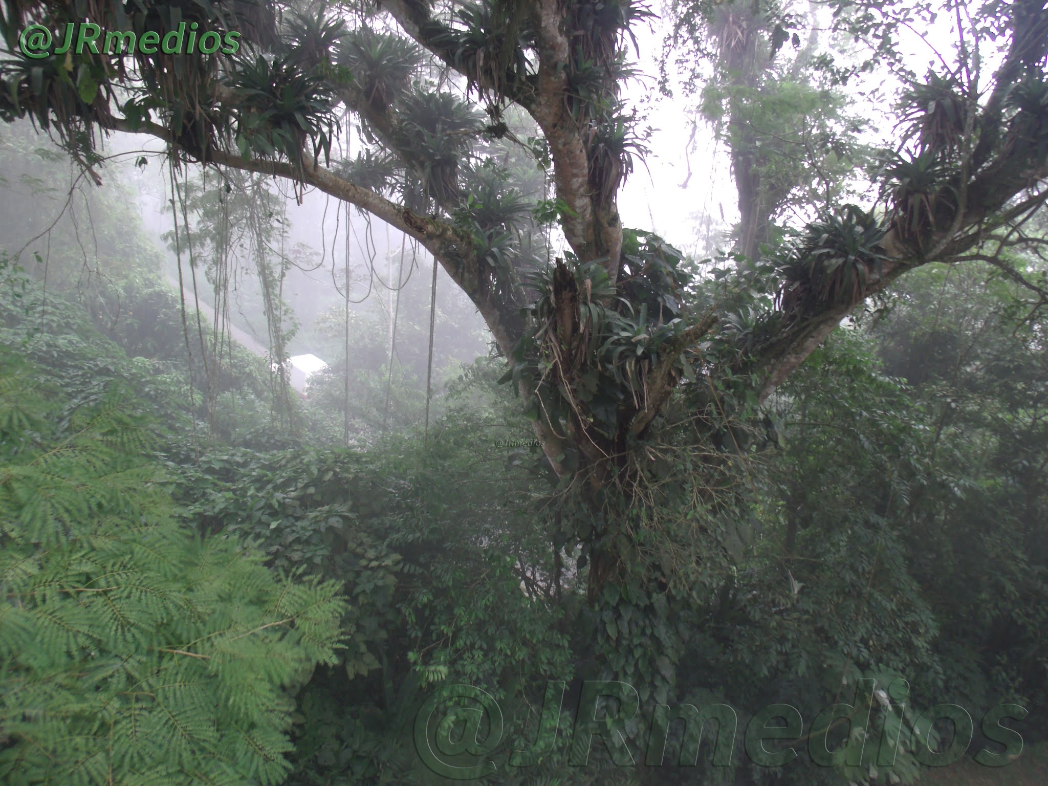 Vita Viridis Adaptaciones de las Plantas al Bioma BOSQUE HÚMEDO