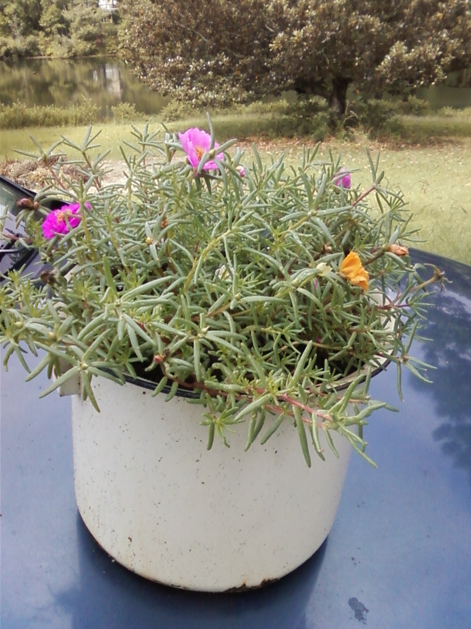 Two Sisters Gardening Rose Moss A Rose by Another Name Two Sisters Gardening Rose Moss A Rose by Another Name