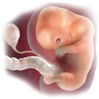 9th month fetus development in womb