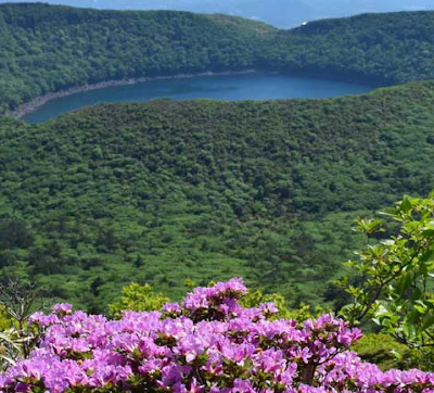 Catawba Rhododendron Growth Rate, Bloom Time, Propagation, Size