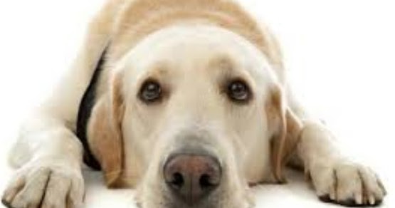 Tafsir Arti Mimpi Anjing Masuk Rumah Menurut Islam Dan Primbon Dunia Kedutan