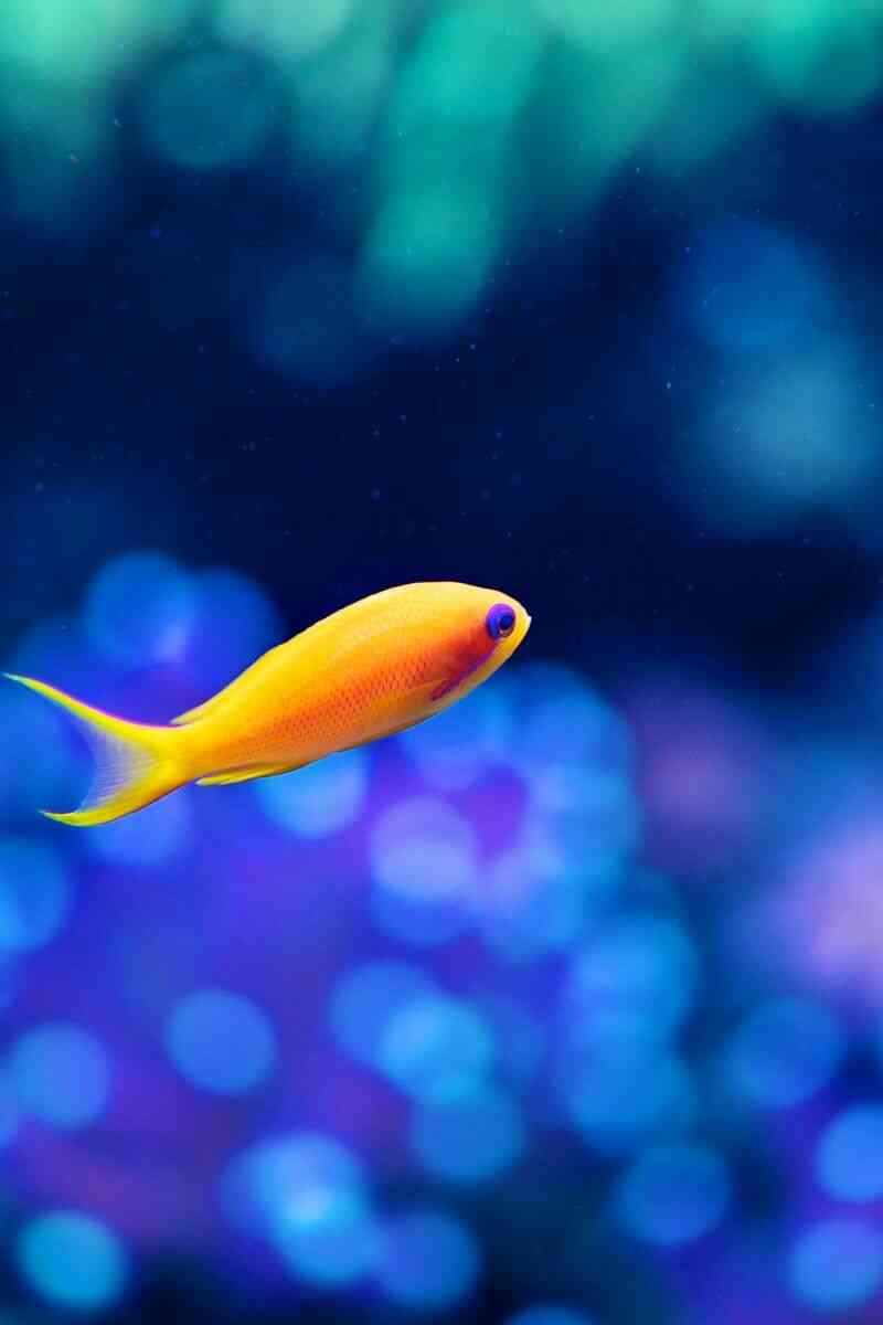 سياره اسعاف مخطط عرجاء خلفيات اسماك Murrayphotography Net