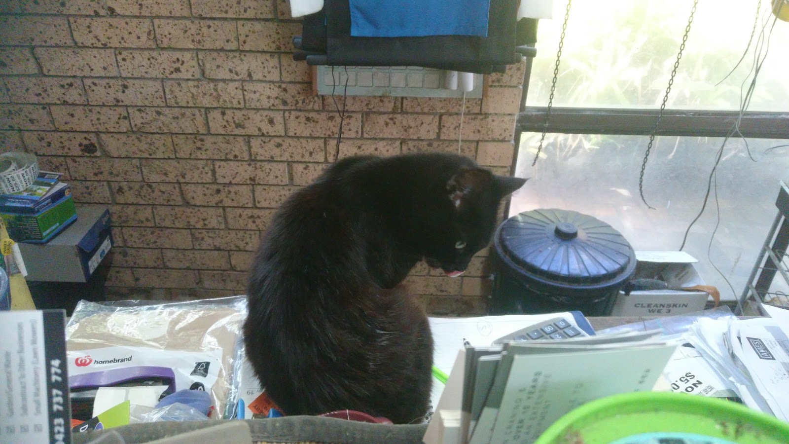 モルモット トゥルースの視点 店番をさぼっているネコにゃん 18歳