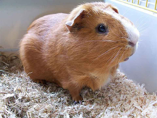 guinea pig habitat, guinea pig supplies, best guinea pig cage