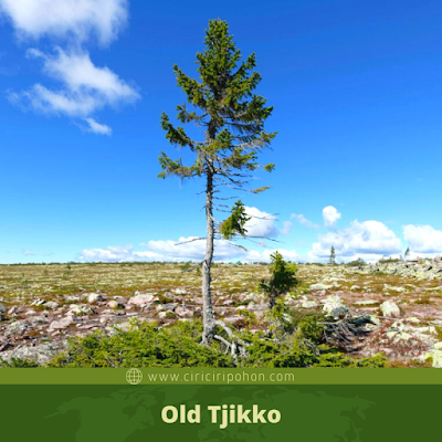 Old Tjikko