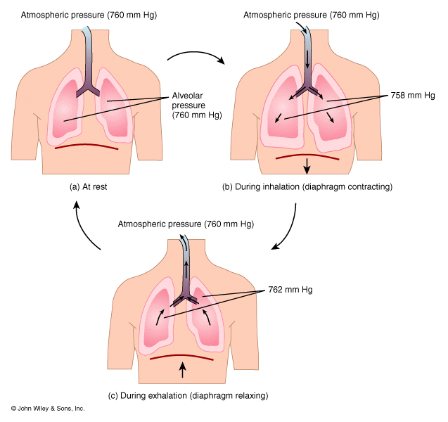 amudu Ventilatory System (Pulmonary Physiology)