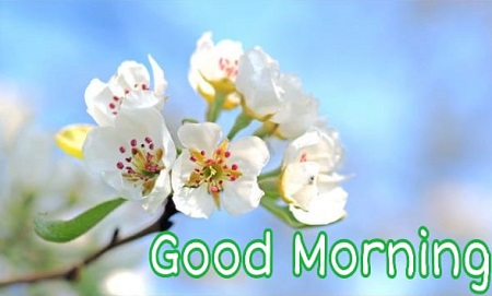 Share chat Good morning images Share chat Good morning images