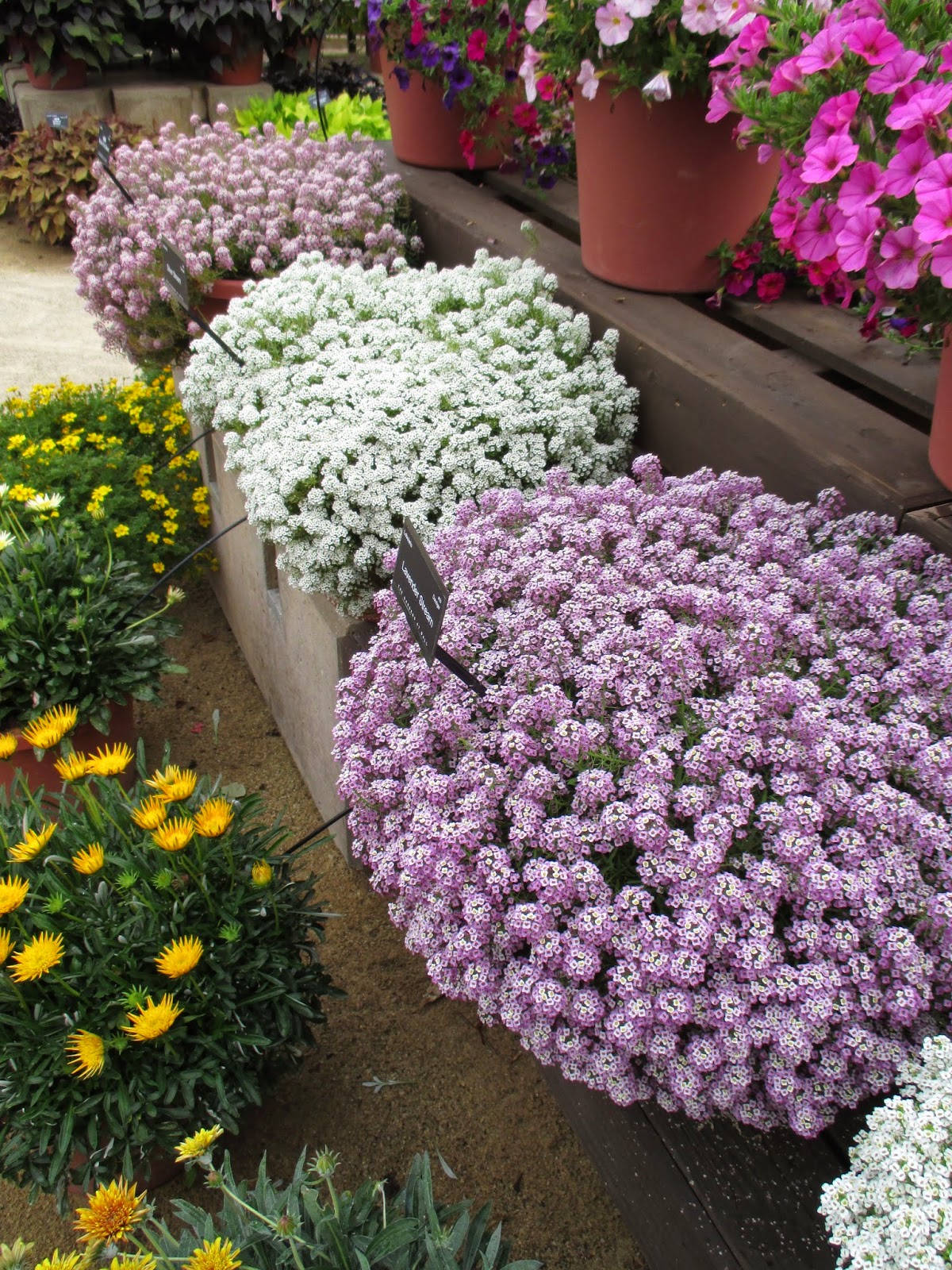 Sweet Alyssum (Lobularia maritima) - Rotary Botanical Gardens