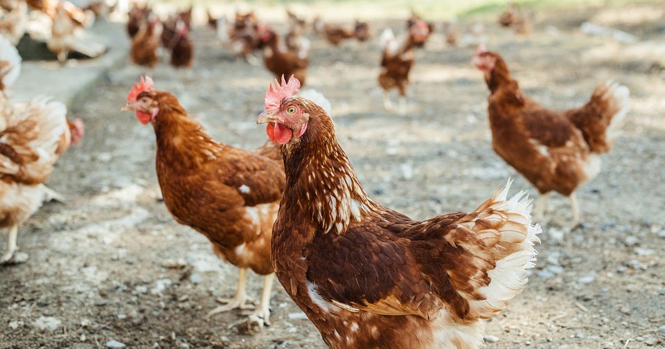 Faktor Yang Mempengaruhi Pertumbuhan Ayam