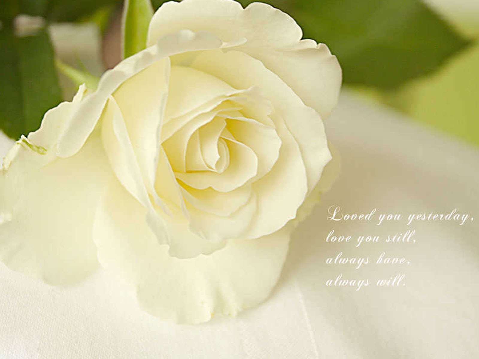 Назови самой нежной. Красивые белые цветы. Белые розы. Красивые белые розы.