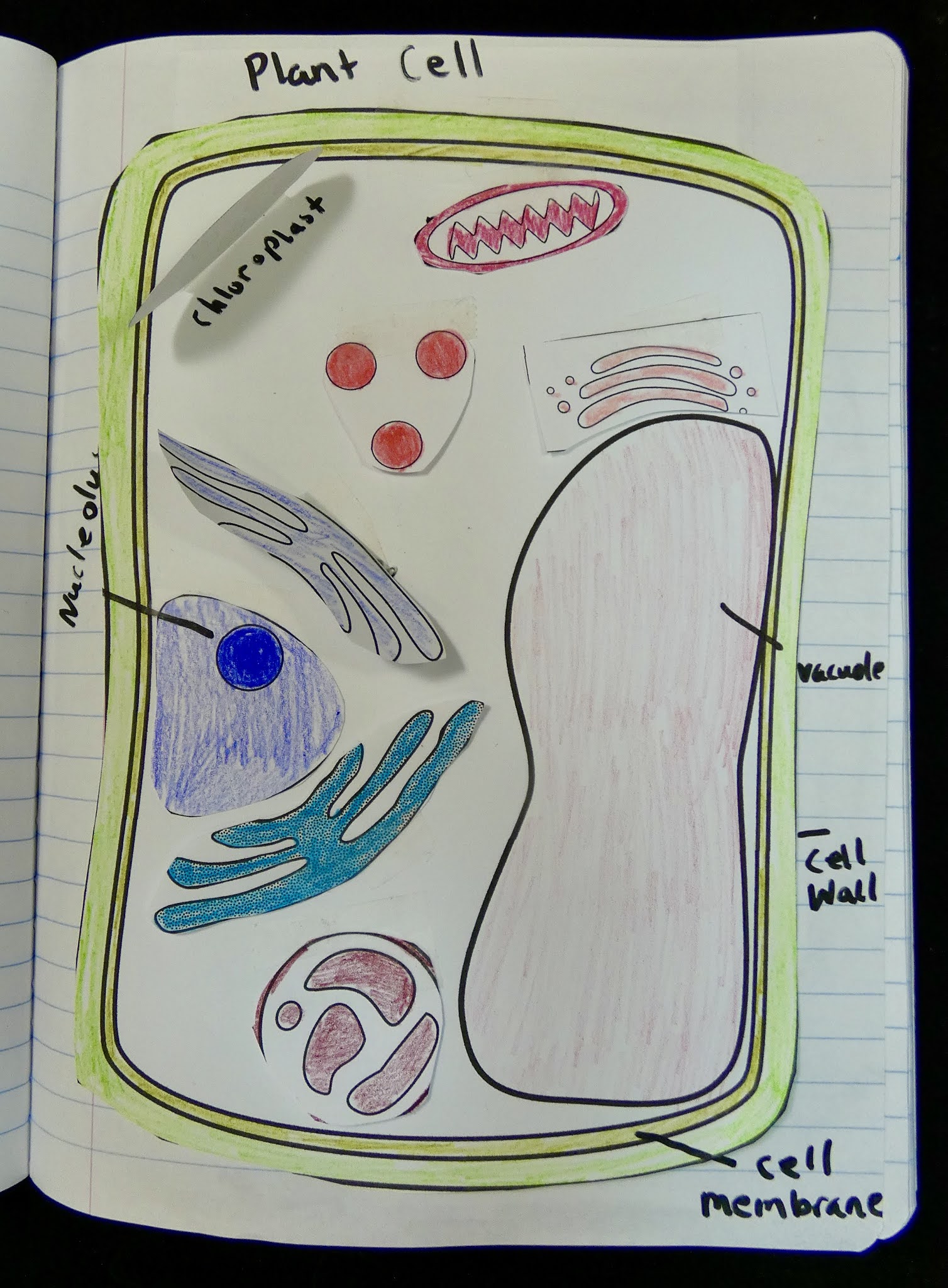 Fun Cell Parts and Function Activities for Middle School