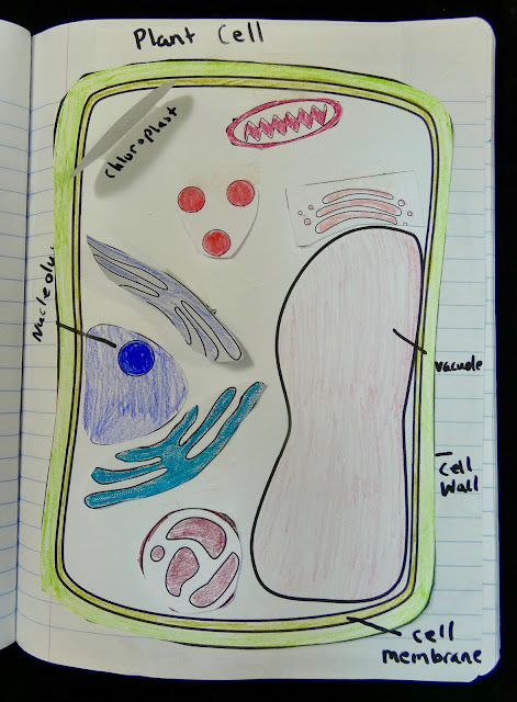 Plant cell parts and function
