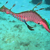Rare Ruby Sea Dragon Caught on Film, First Discovered in 150 Years
