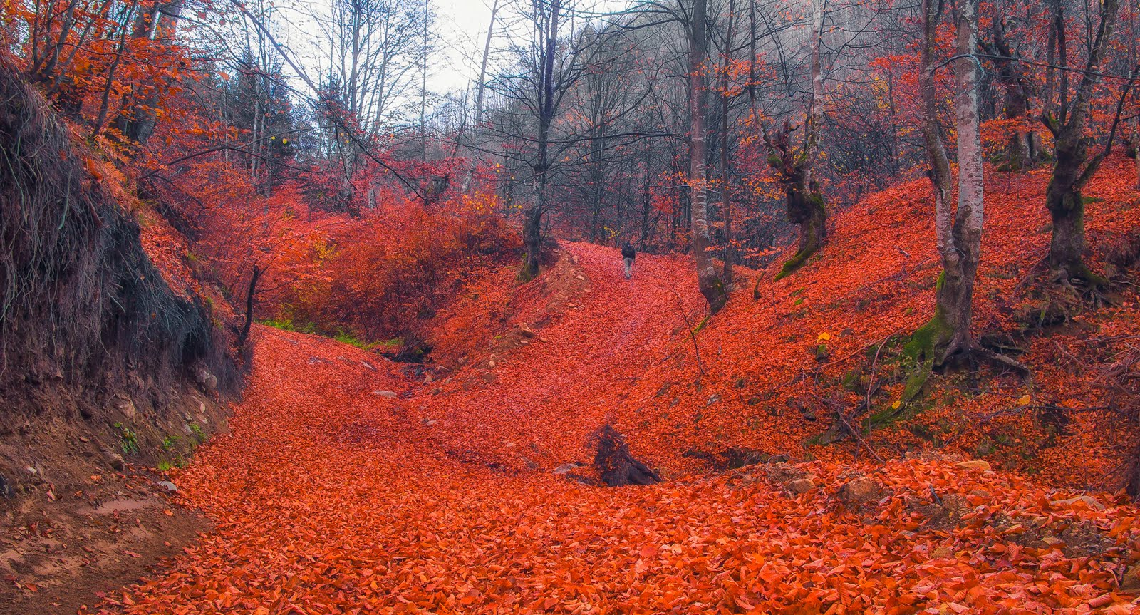 Calatoriile mele prin imagini