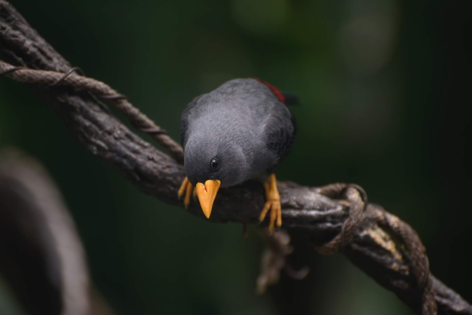Burung Gurune Net